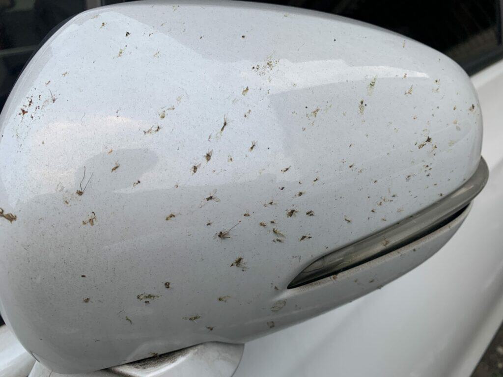 車子蚊子怎麼洗?汽車蚊蟲、蟲屍與鳥糞清潔保護指南 Mosquito-Attachment-rearview-mirror